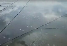 Video: Đàn cò trắng