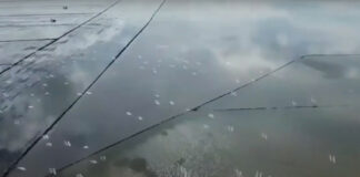 Video: Đàn cò trắng